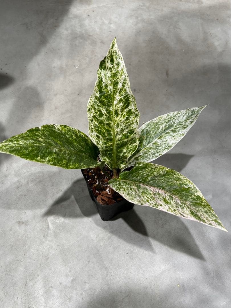 アンスリウム　ハイブリッド　斑入り