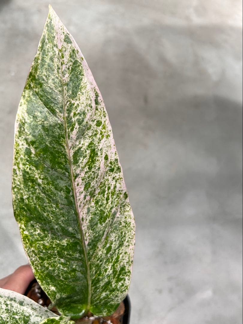 アンスリウム　ハイブリッド　斑入り