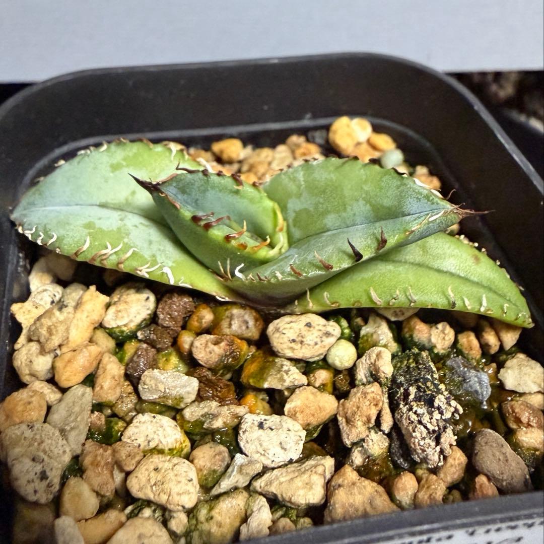 agave titanota 'creep' a.k.a. 'beast' 青葉