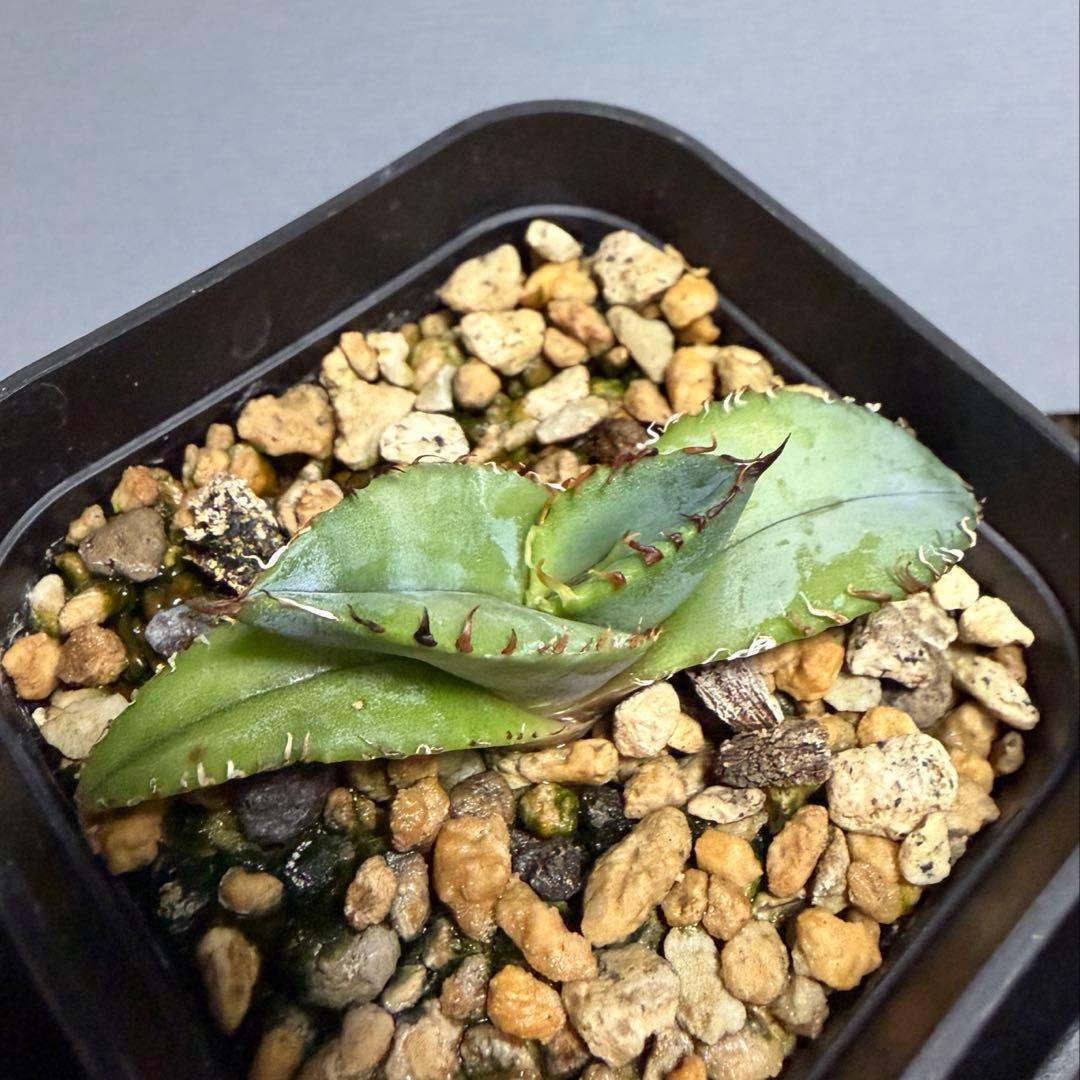 agave titanota 'creep' a.k.a. 'beast' 青葉