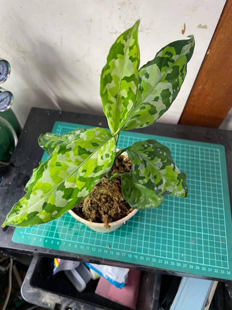 ☆ アグラオネマ アンダマン諸島 ポートブレア 北部地域　出射便 　黄4 ☆