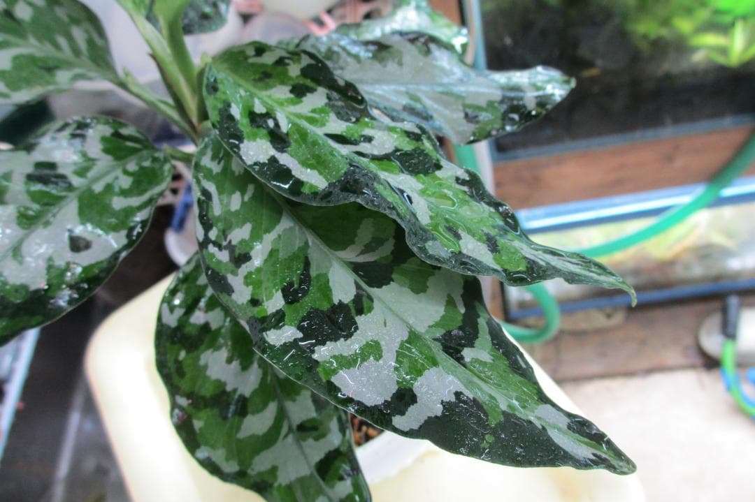 ☆ アグラオネマ アンダマン諸島 ポートブレア 北部地域　出射便 　黄4 ☆