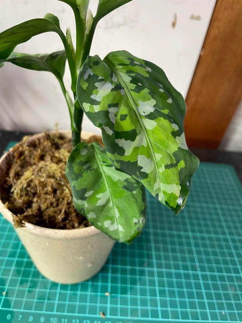 ☆ アグラオネマ アンダマン諸島 ポートブレア 北部地域　出射便 　黄4 ☆