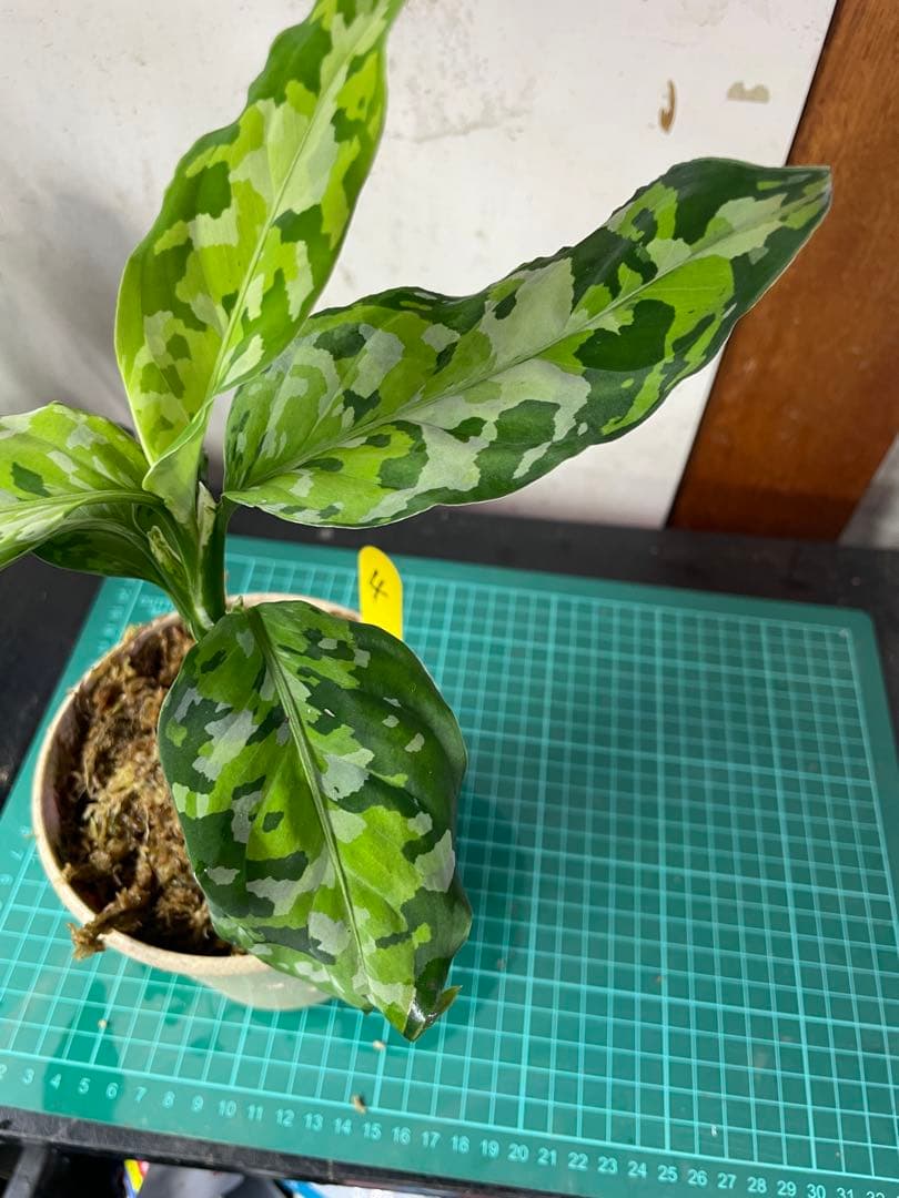 ☆ アグラオネマ アンダマン諸島 ポートブレア 北部地域　出射便 　黄4 ☆