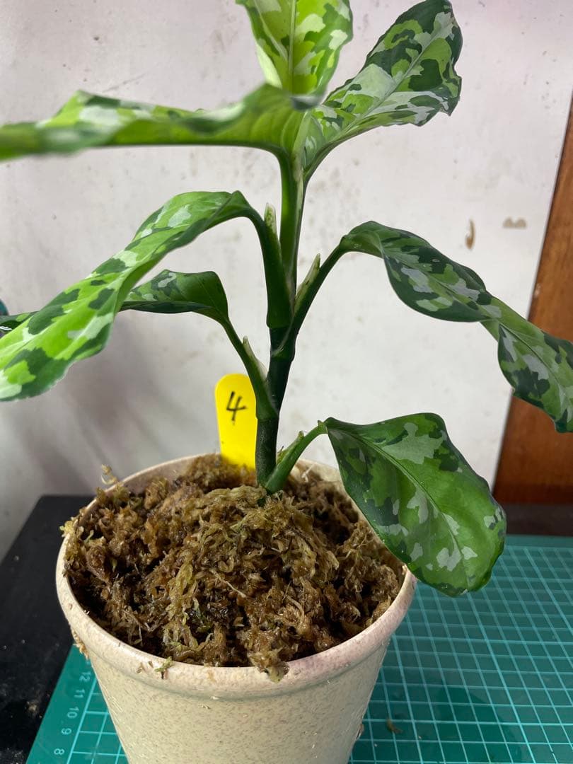 ☆ アグラオネマ アンダマン諸島 ポートブレア 北部地域　出射便 　黄4 ☆