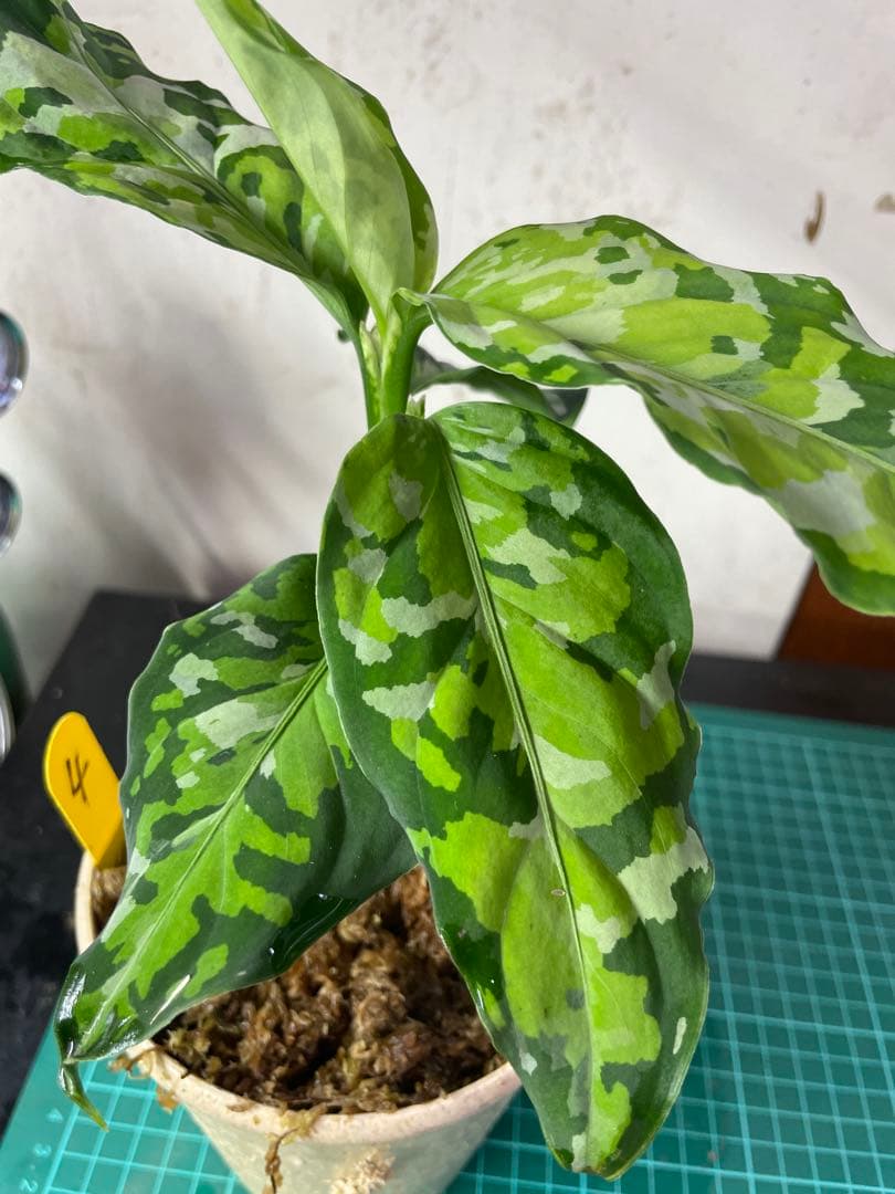 ☆ アグラオネマ アンダマン諸島 ポートブレア 北部地域　出射便 　黄4 ☆