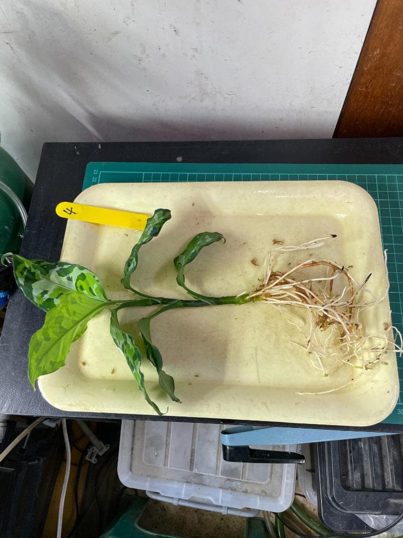 ☆ アグラオネマ アンダマン諸島 ポートブレア 北部地域　出射便 　黄4 ☆