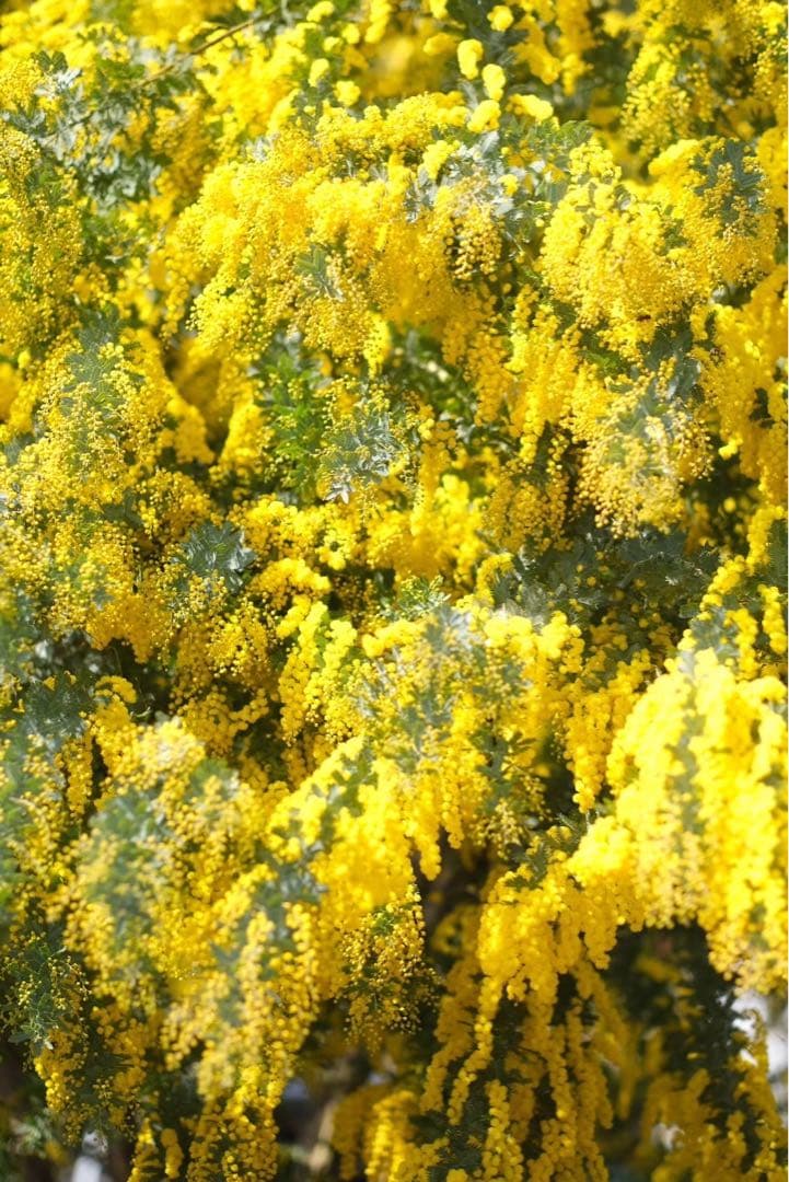 Kisaki　ミモザ　アカシア　フレッシュ　80サイズ