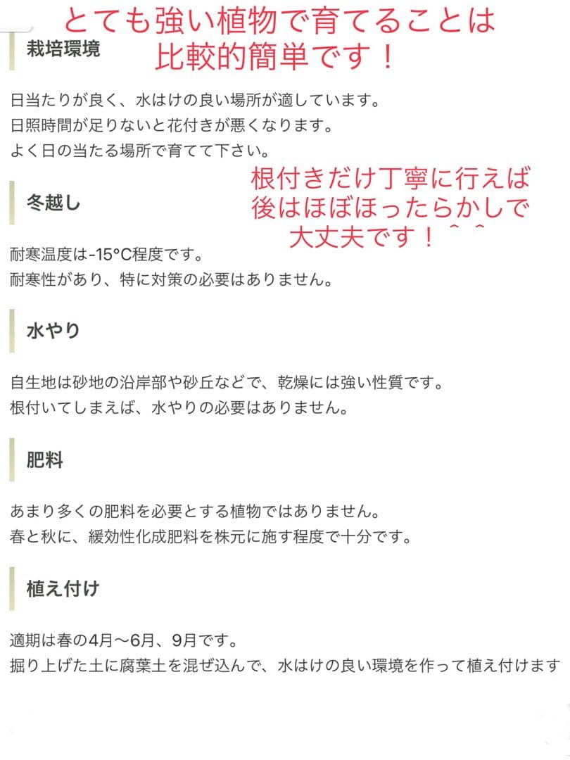 完売　　縁起木/完全野生化！ユッカグロリオサ/アツバキミガヨラン】クリスマスに！
