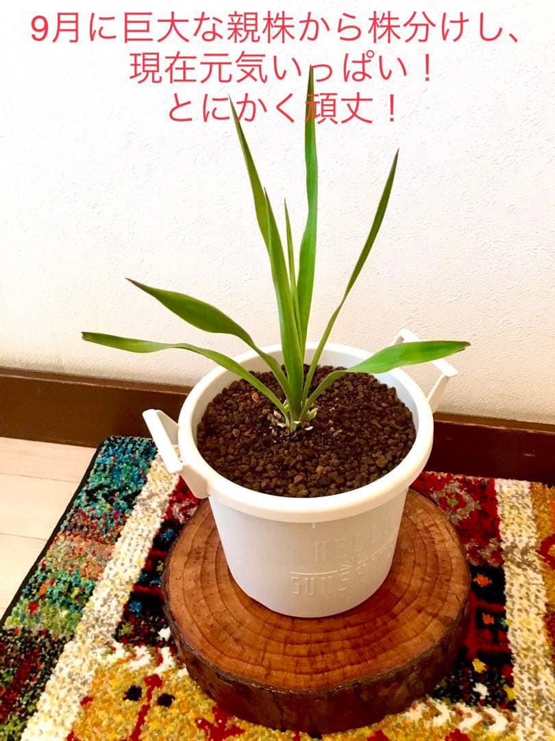 完売　　縁起木/完全野生化！ユッカグロリオサ/アツバキミガヨラン】クリスマスに！