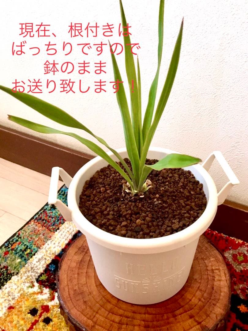 完売　　縁起木/完全野生化！ユッカグロリオサ/アツバキミガヨラン】クリスマスに！