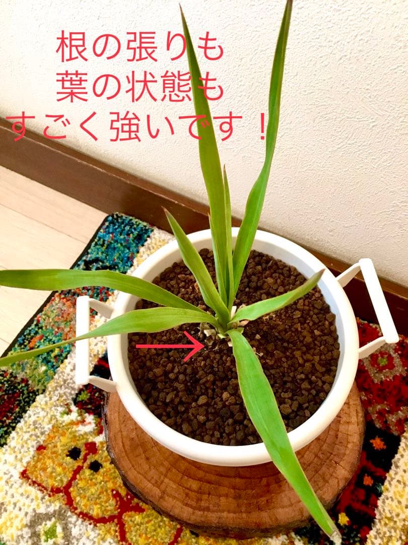 完売　　縁起木/完全野生化！ユッカグロリオサ/アツバキミガヨラン】クリスマスに！