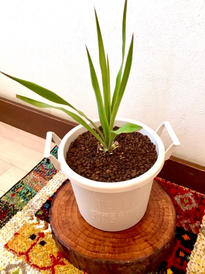 完売　　縁起木/完全野生化！ユッカグロリオサ/アツバキミガヨラン】クリスマスに！