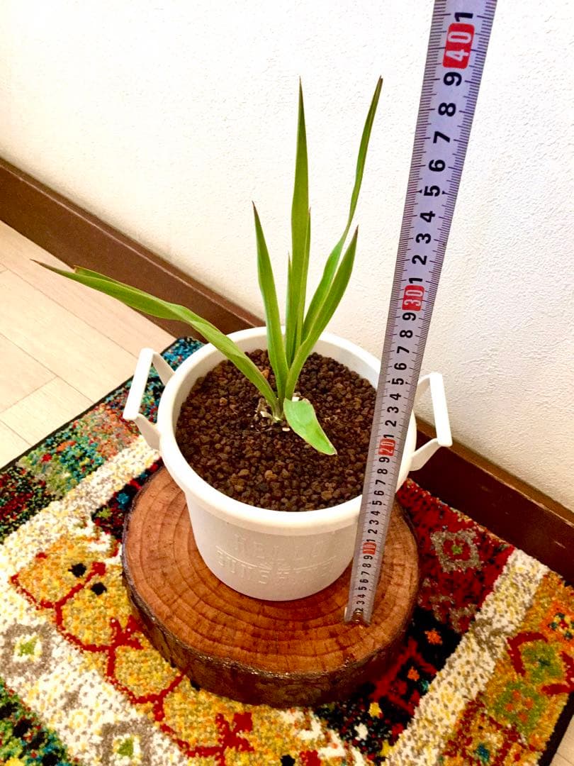 完売　　縁起木/完全野生化！ユッカグロリオサ/アツバキミガヨラン】クリスマスに！