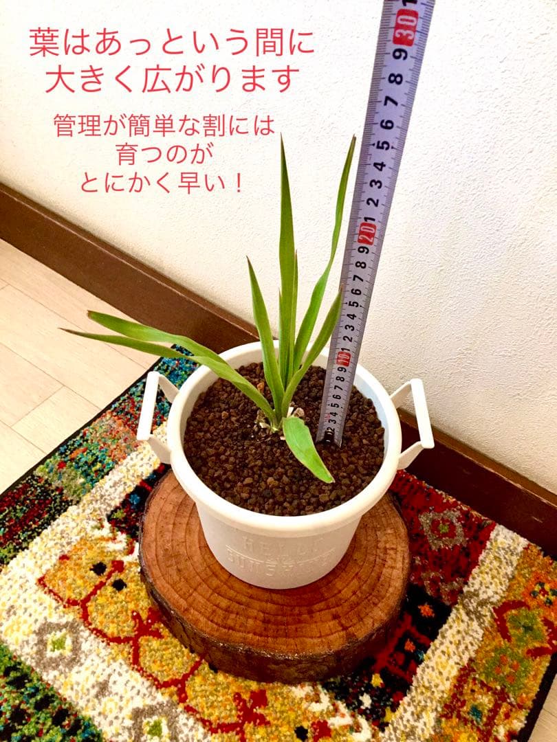 完売　　縁起木/完全野生化！ユッカグロリオサ/アツバキミガヨラン】クリスマスに！