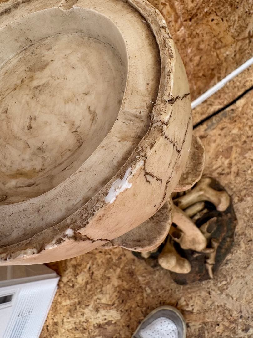 骸骨デザイン 置き型灰皿 樹脂製 約65cm