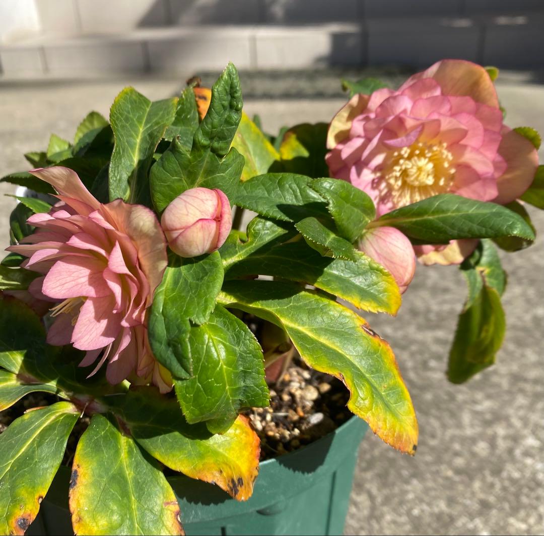 クリスマスローズ 『ディオーネ 』 加藤農園 認定 - メルカリ