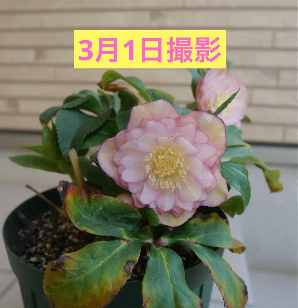 クリスマスローズ 『ディオーネ 』 加藤農園 認定 - メルカリ