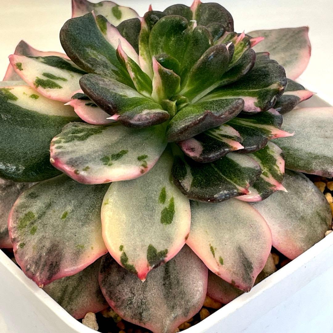 インドネシアから直輸入！　希少種　神秘的な斑入り　ブラックプリンスストライプ錦