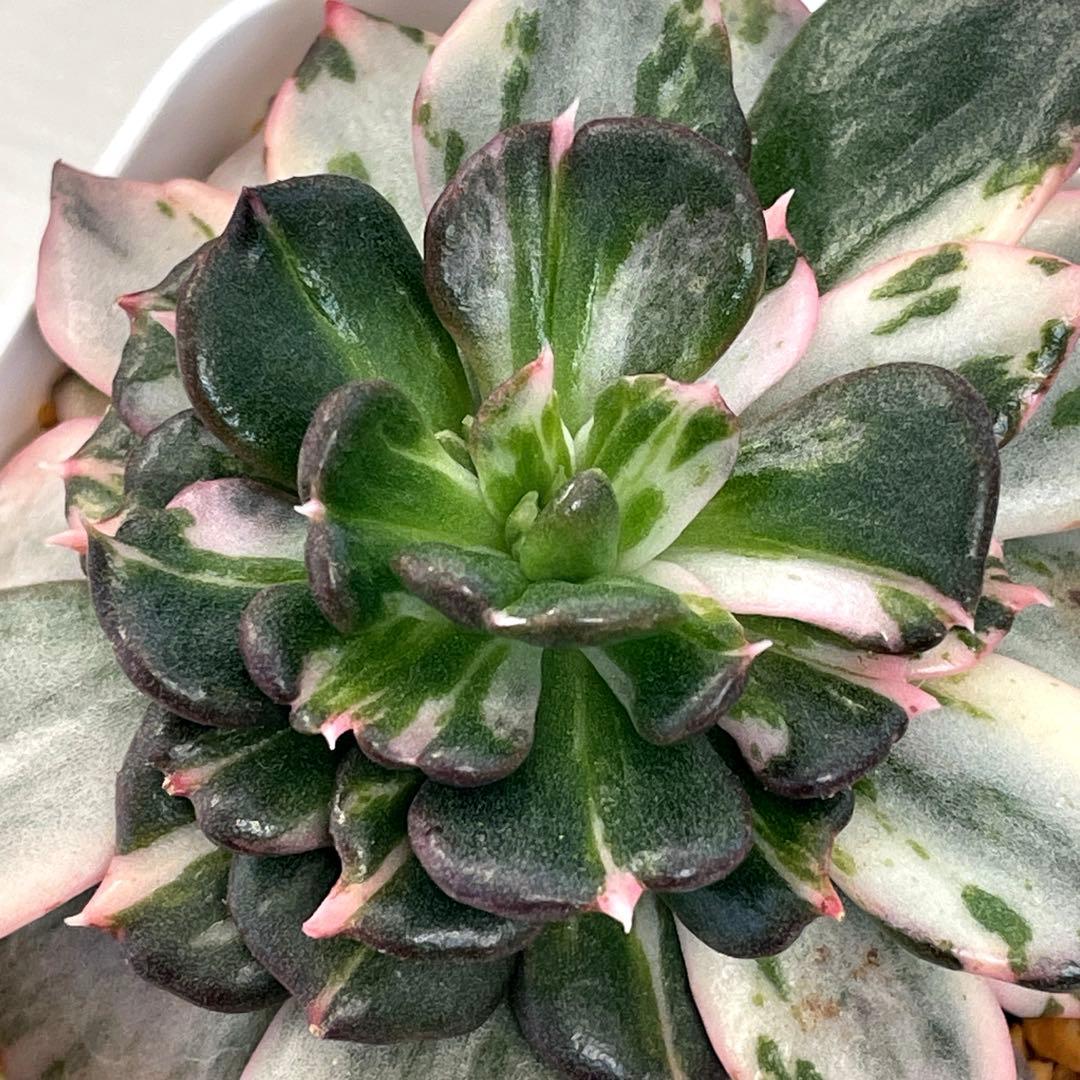 インドネシアから直輸入！　希少種　神秘的な斑入り　ブラックプリンスストライプ錦