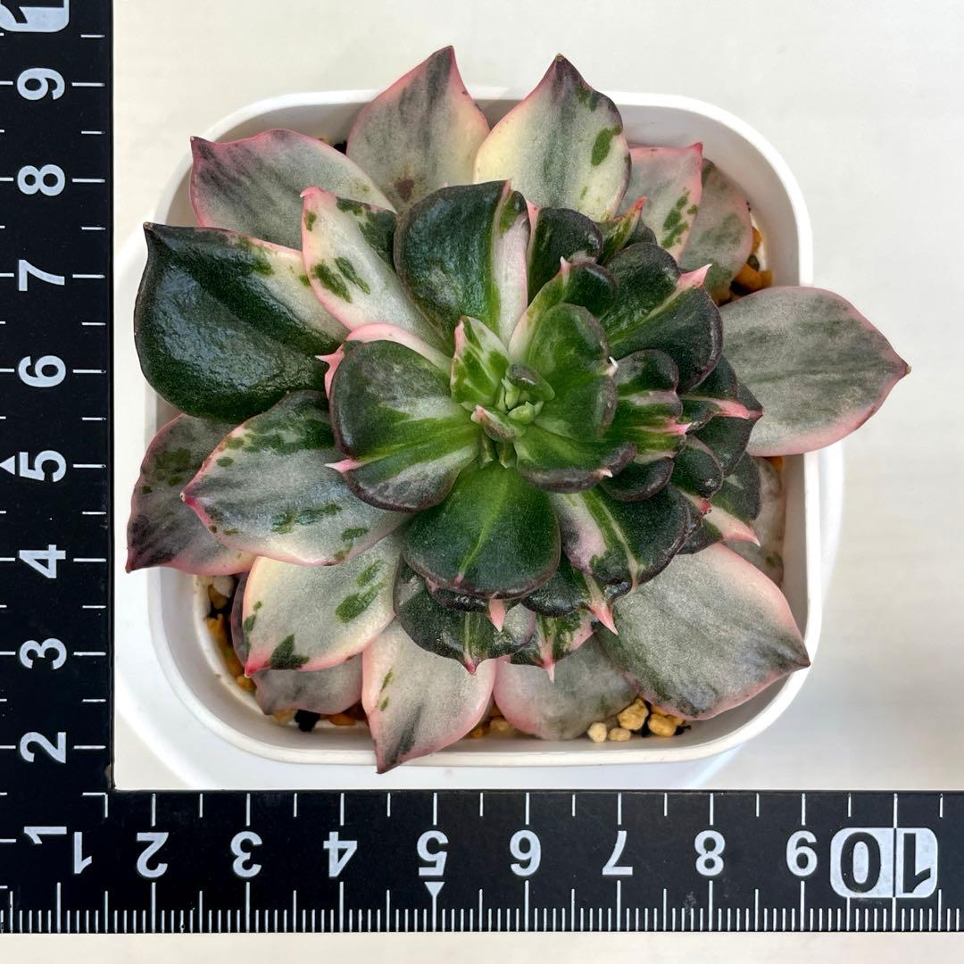 インドネシアから直輸入！　希少種　神秘的な斑入り　ブラックプリンスストライプ錦