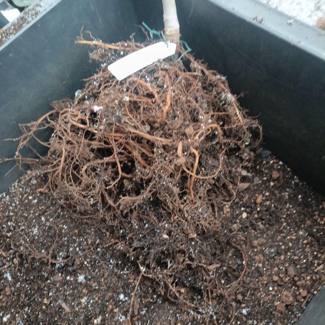 ねこぽん様確認用★クレイビング