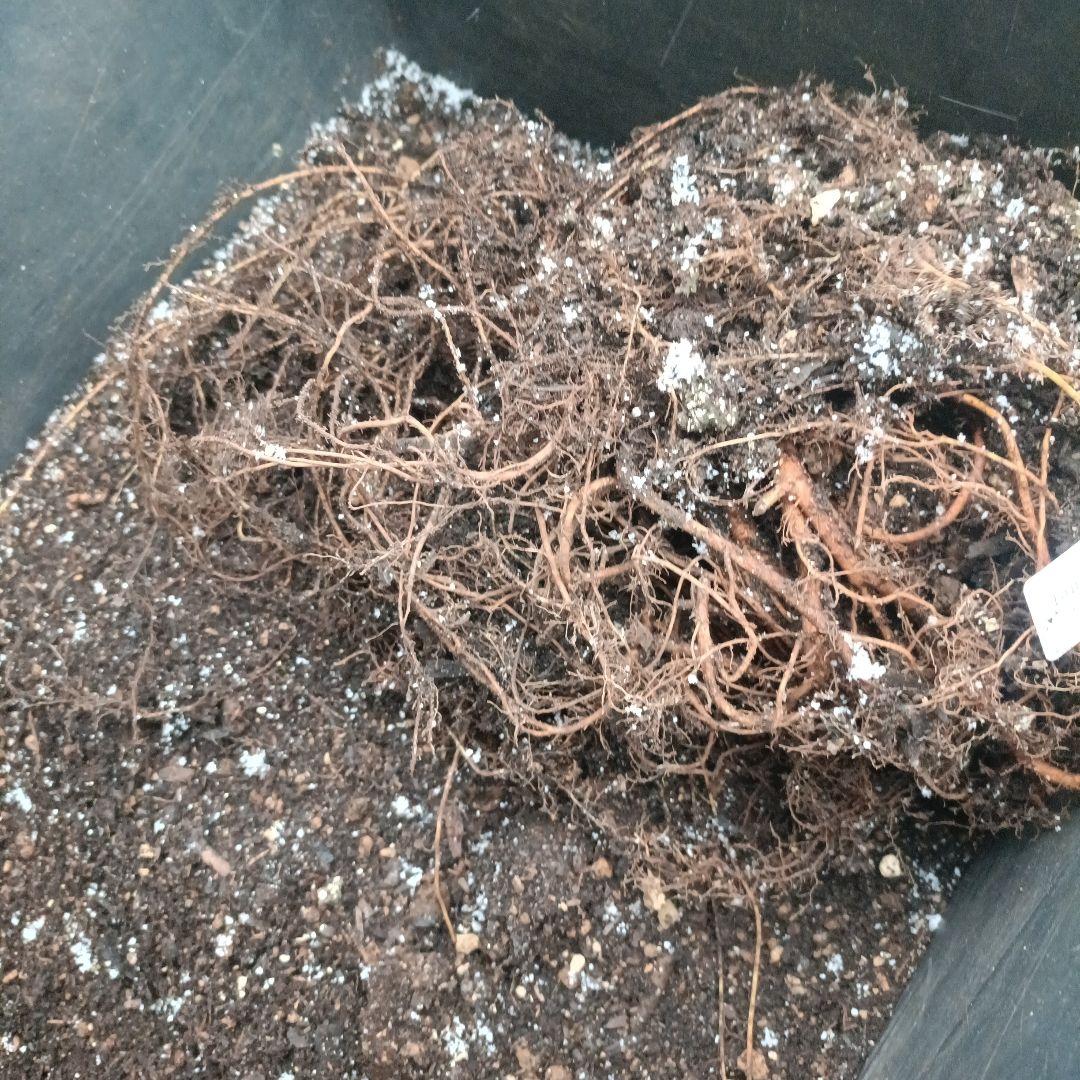 ねこぽん様確認用★クレイビング