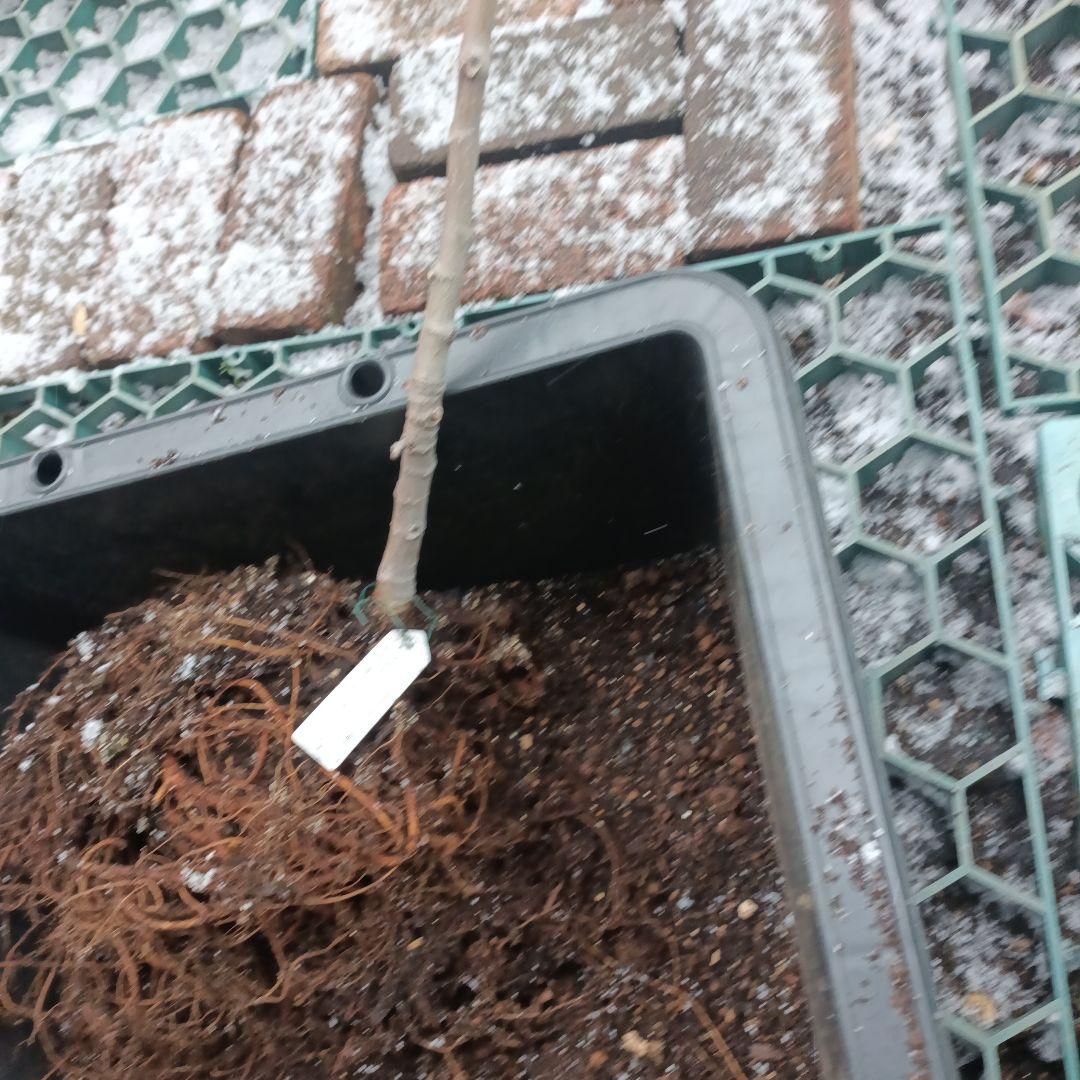 ねこぽん様確認用★クレイビング