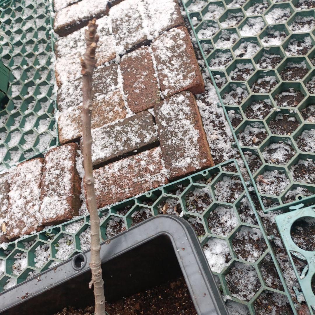 ねこぽん様確認用★クレイビング