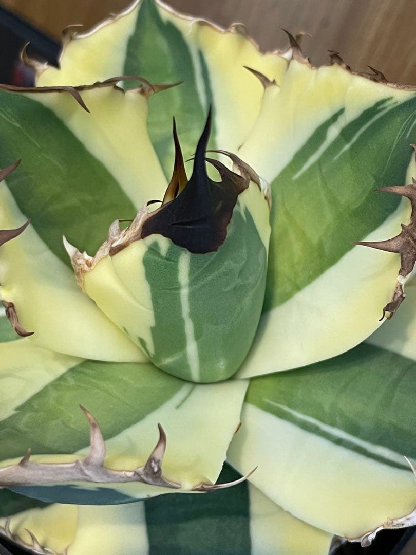 Agave titanota 【スナグルトゥース】暴牙　コレクション株　　 中株