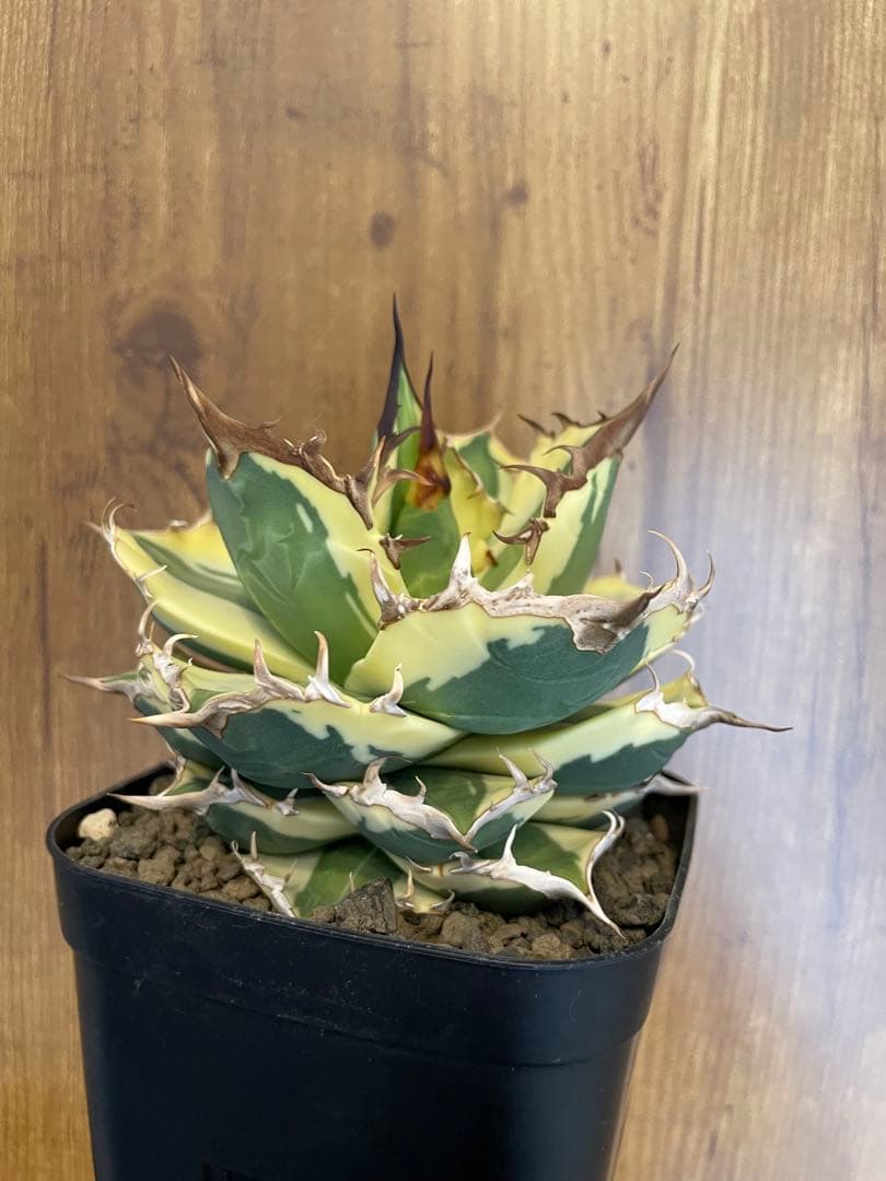 Agave titanota 【スナグルトゥース】暴牙　コレクション株　　 中株