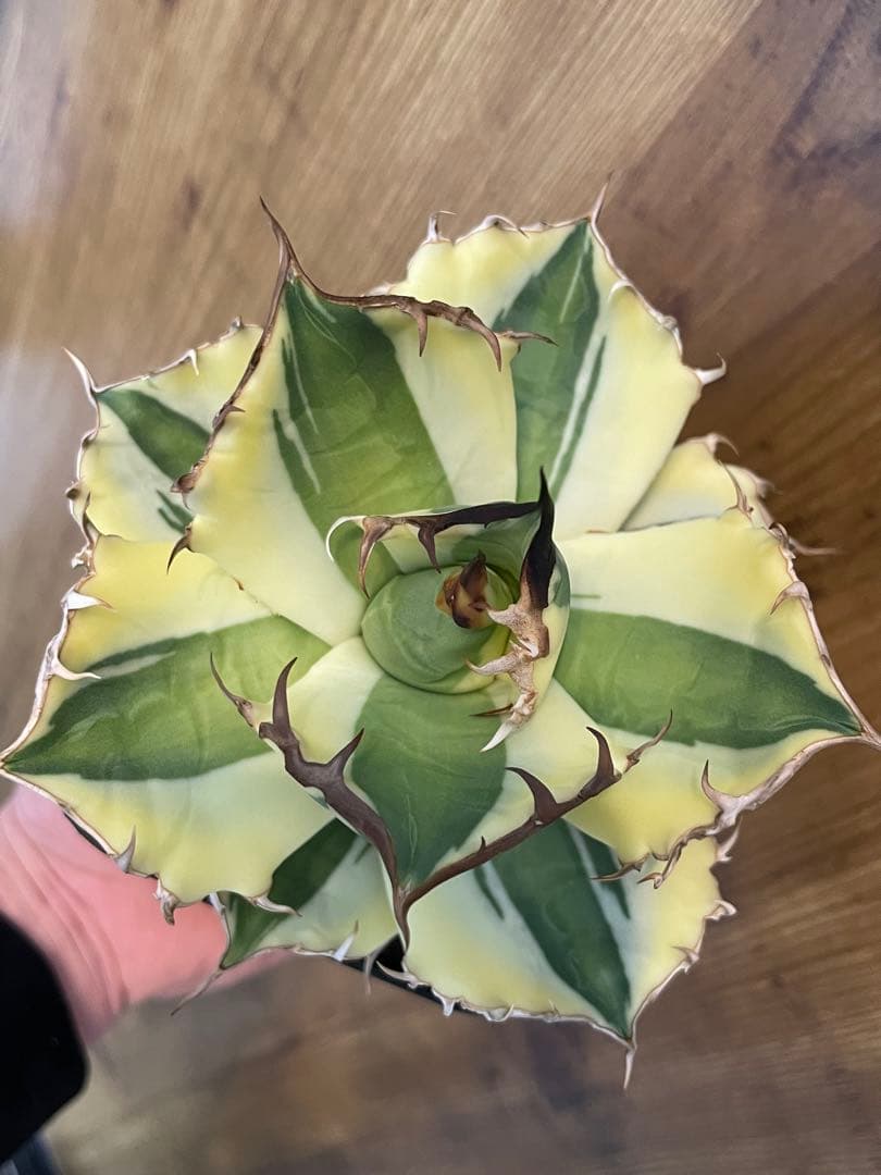 Agave titanota 【スナグルトゥース】暴牙　コレクション株　　 中株