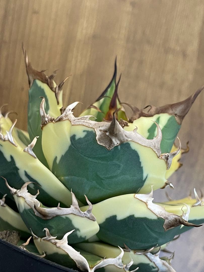 Agave titanota 【スナグルトゥース】暴牙　コレクション株　　 中株