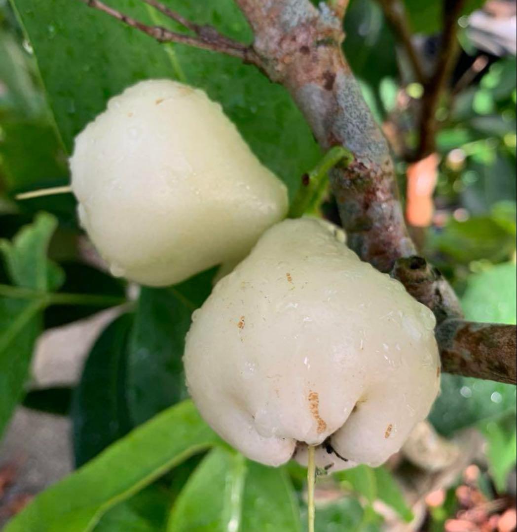 希少　超特大8年目！台湾白玉レンブ　取木苗木　蓮霧