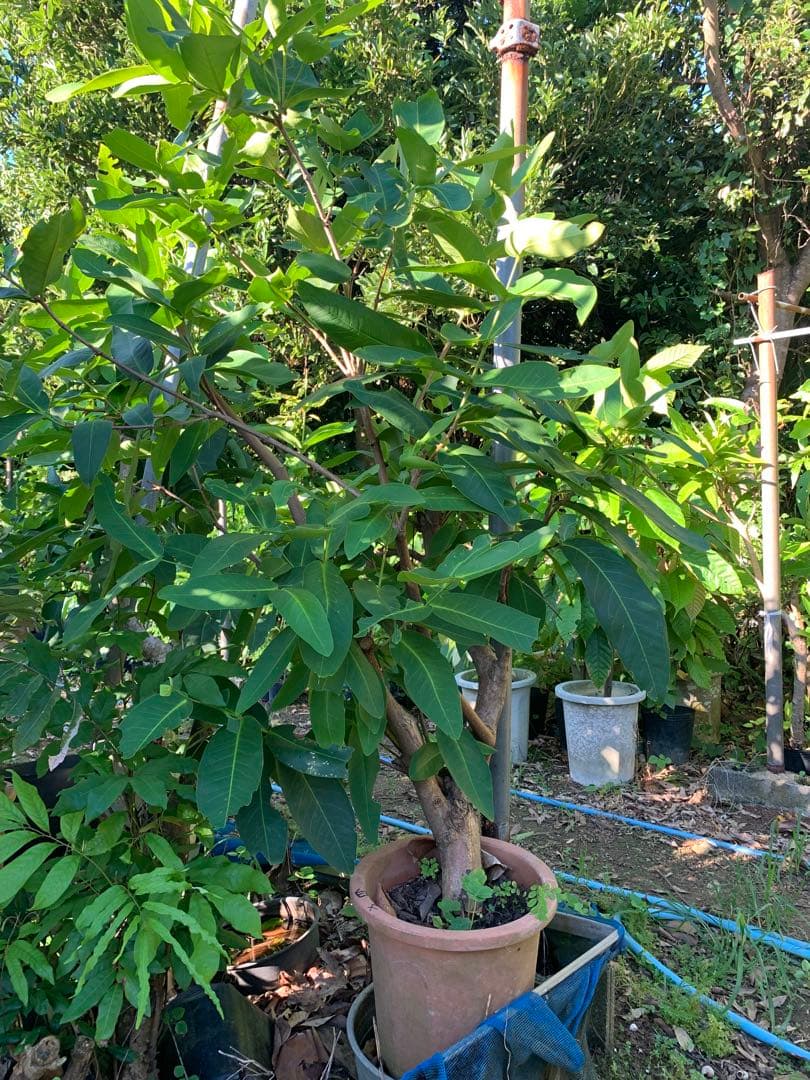 希少　超特大8年目！台湾白玉レンブ　取木苗木　蓮霧