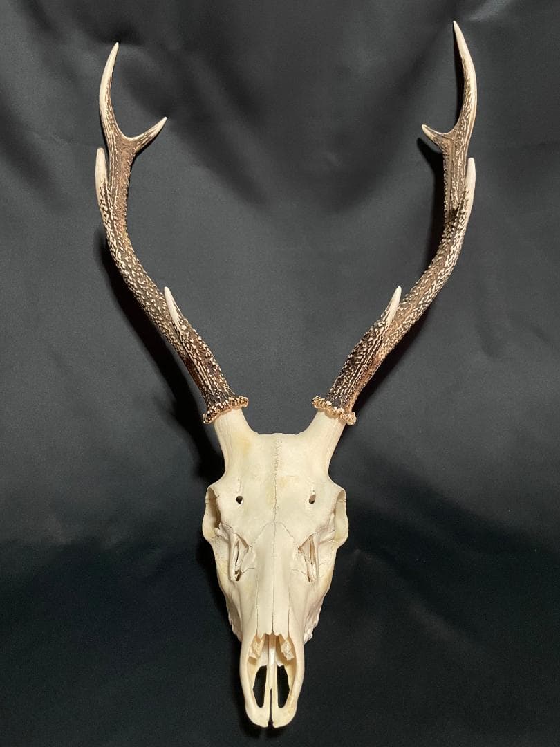 【日本鹿】3段角の日本鹿の頭蓋骨