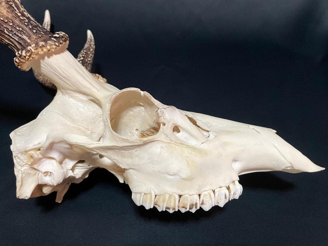 【日本鹿】3段角の日本鹿の頭蓋骨