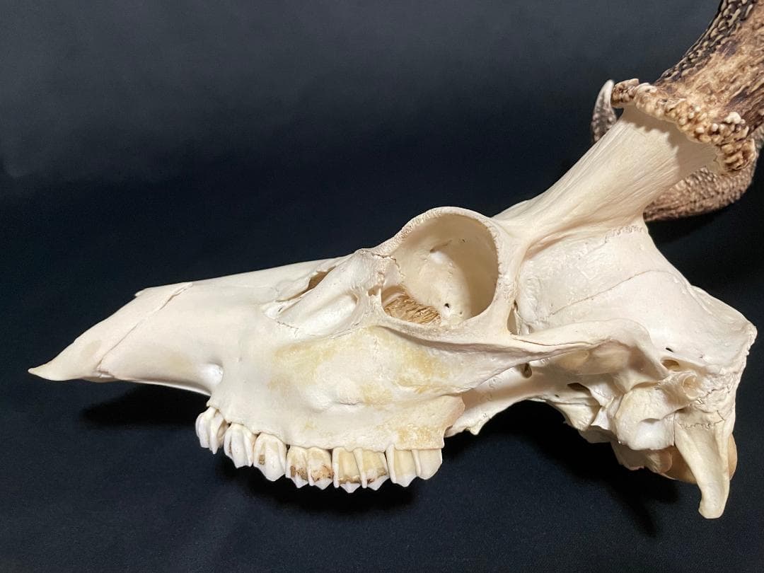 【日本鹿】3段角の日本鹿の頭蓋骨