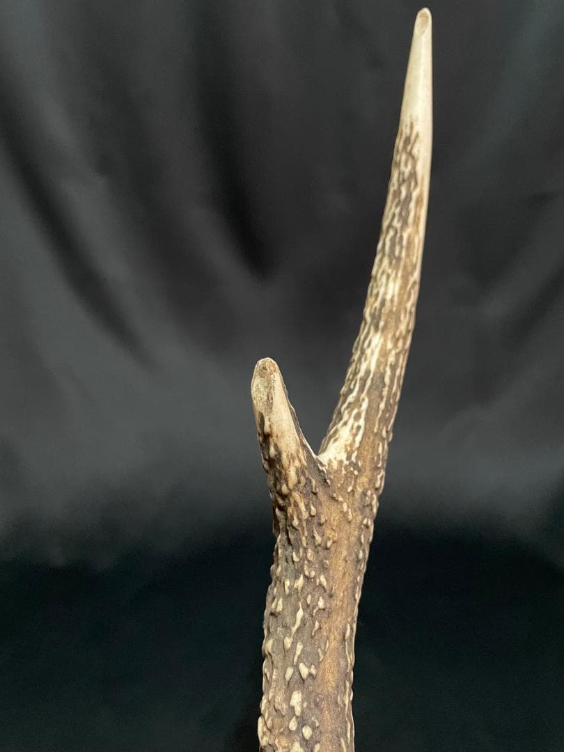 【日本鹿】3段角の日本鹿の頭蓋骨