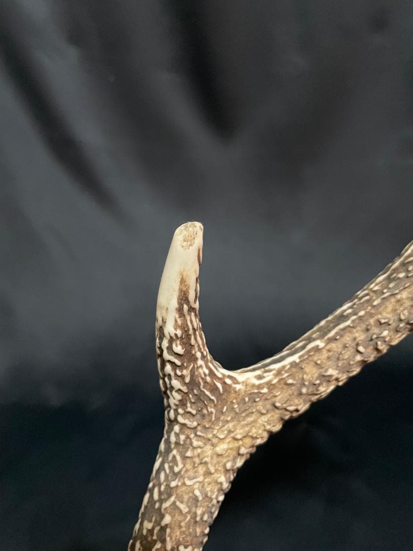 【日本鹿】3段角の日本鹿の頭蓋骨