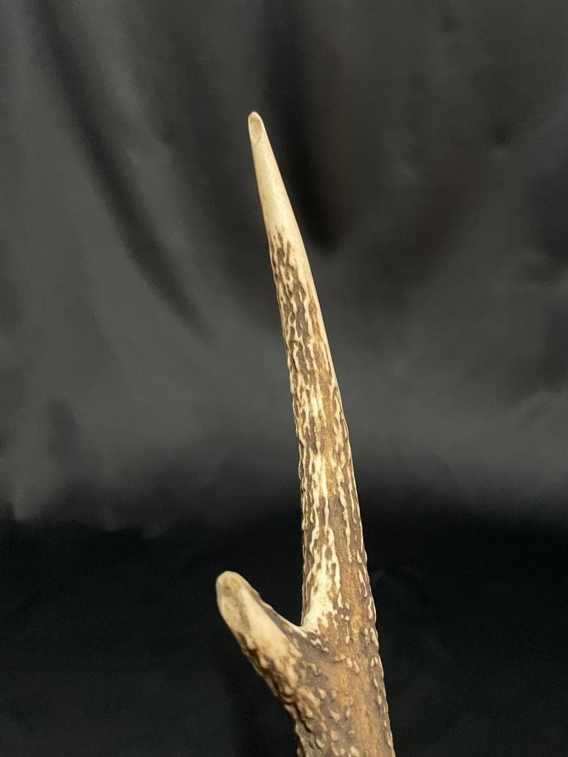 【日本鹿】3段角の日本鹿の頭蓋骨