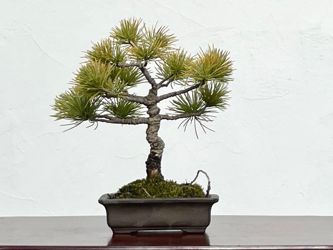 三河盆栽　石鎚五葉松　小品盆栽　盆栽　素材