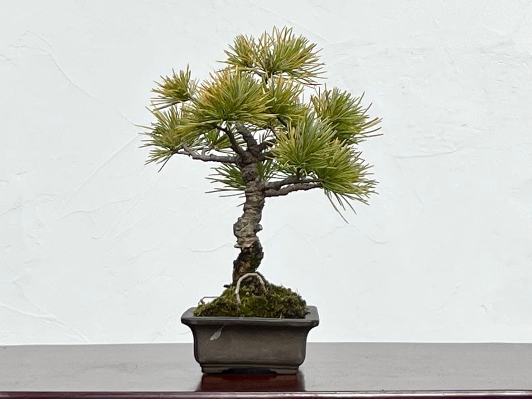 三河盆栽　石鎚五葉松　小品盆栽　盆栽　素材