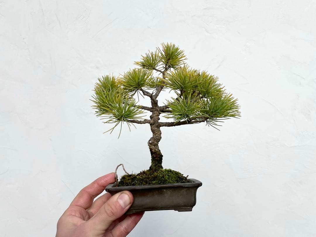 三河盆栽　石鎚五葉松　小品盆栽　盆栽　素材