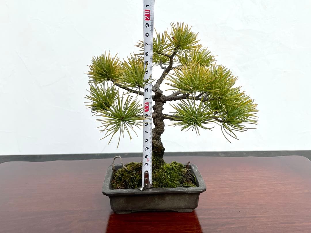 三河盆栽　石鎚五葉松　小品盆栽　盆栽　素材