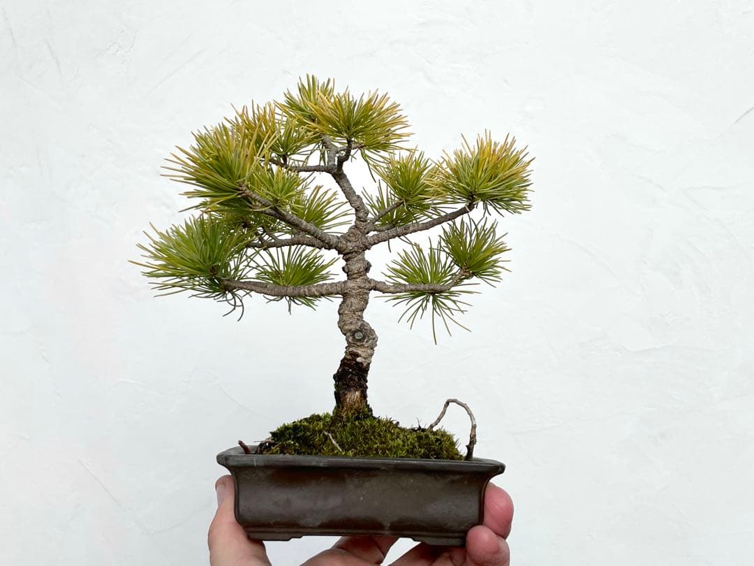 三河盆栽　石鎚五葉松　小品盆栽　盆栽　素材