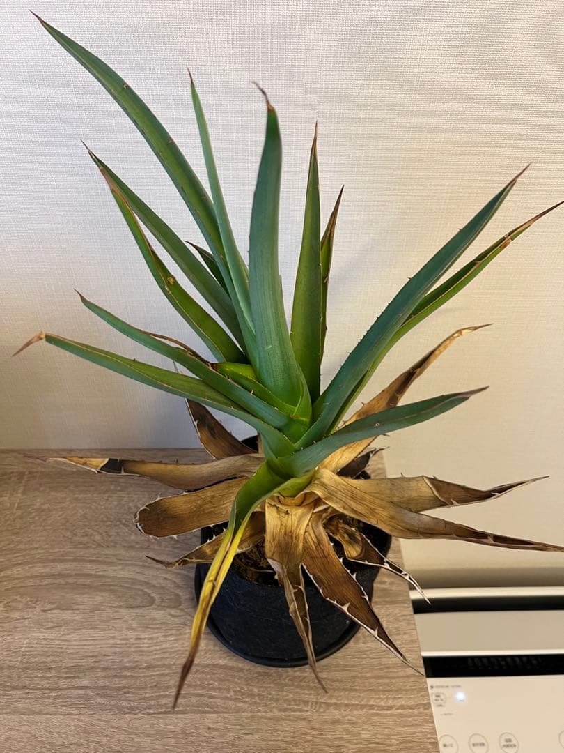 アガベ 観葉植物