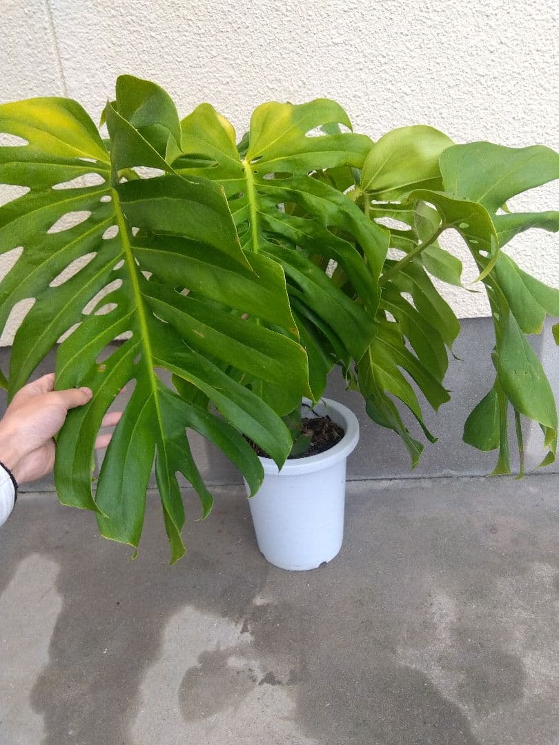 モンステラデリシオーサ8号鉢つき2株植え❗深穴あき❗大型種❗