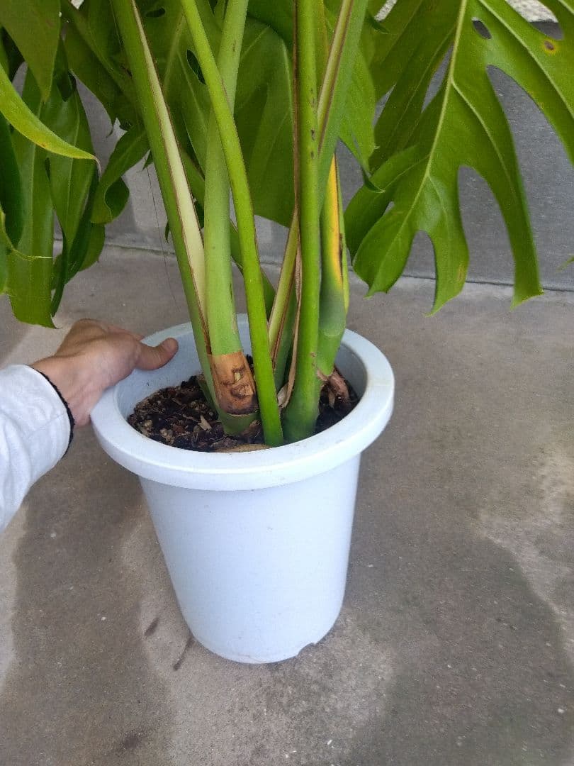モンステラデリシオーサ8号鉢つき2株植え❗深穴あき❗大型種❗