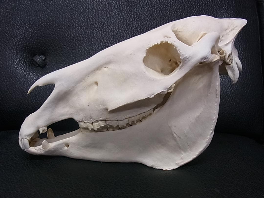 アフリカ　サバンナシマウマ 頭骨